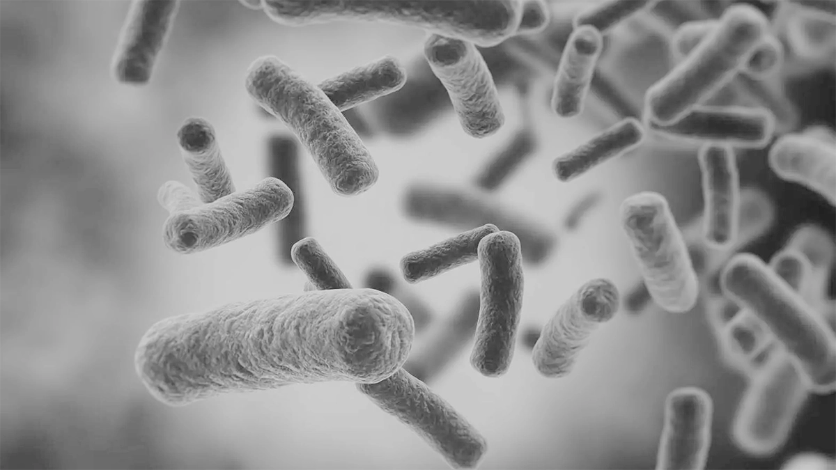 illustration of Bacilli Bacteria Rod-shaped bacteria