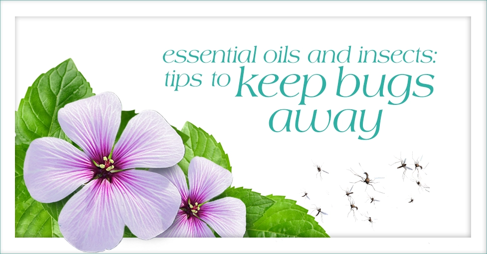 Essential Oils and Insects Tips to Keep Bugs Away Featured image