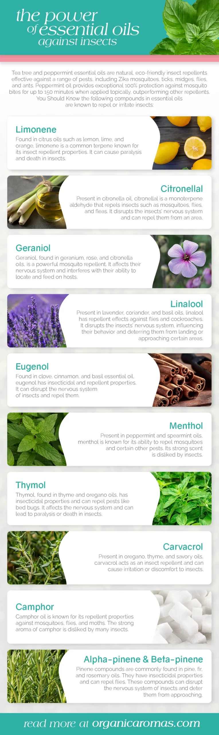 The Power of Essential Oils against Insects Infographic by organic aromas