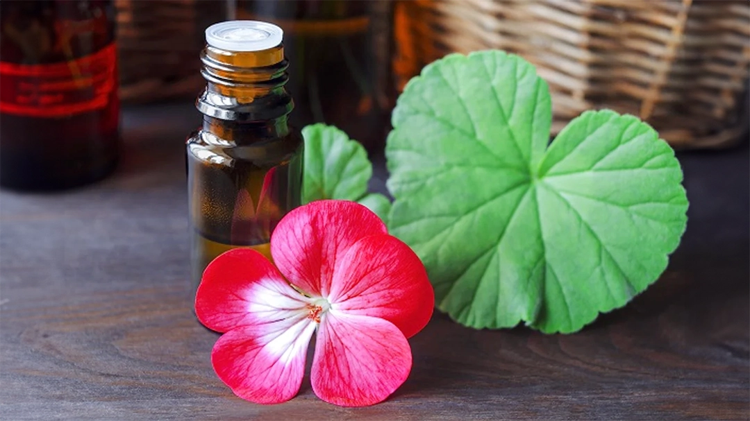 A bottles of Geranium essential oil surrounded by Geranium and some leaves