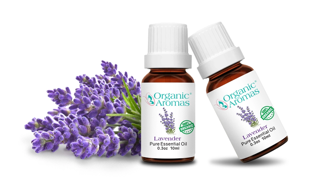 A couple of bottles of lavender essential oil surrounded by fresh lavender flowers