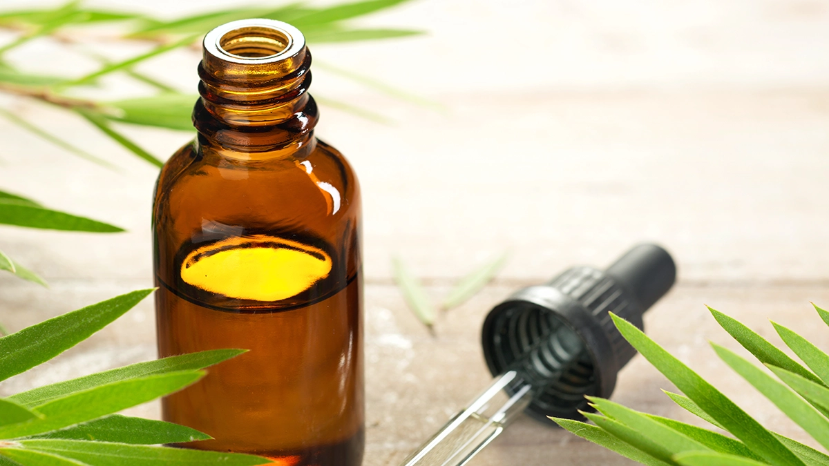 Tea tree leaves and a bottle of tea tree oil