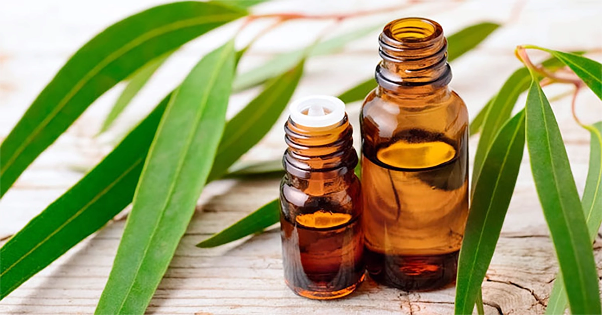 eucalyptus essential oils with eucalyptus leaves with pain relief properties