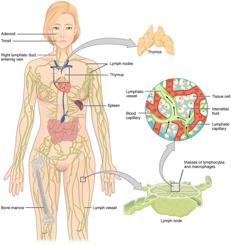 lymph node diagram