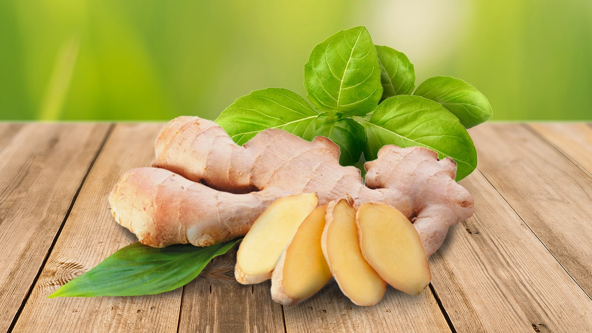 Ginger root and basil leaves on the top of wooden table
