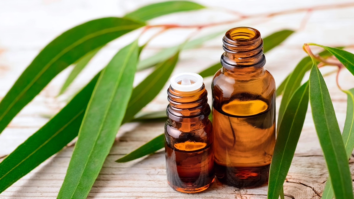 Two small bottles of essential oil with eucalyptus leaves on a wooden surface, often used for natural bed bug deterrent