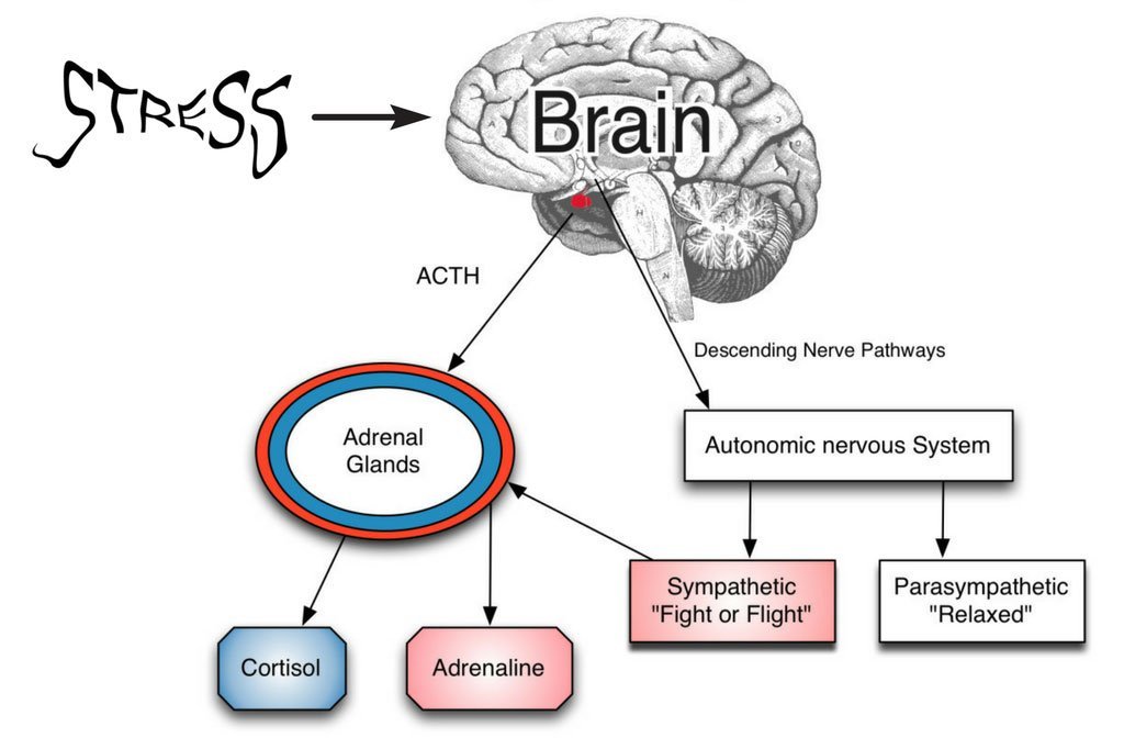Stress, the Brain and Aromatherapy