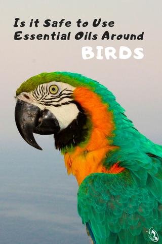 Is it Safe to Use Essential Oils Around Birds