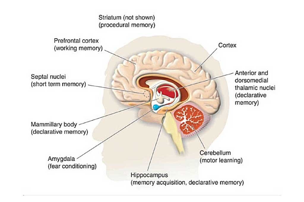 The Limbic System by Organic Aromas
