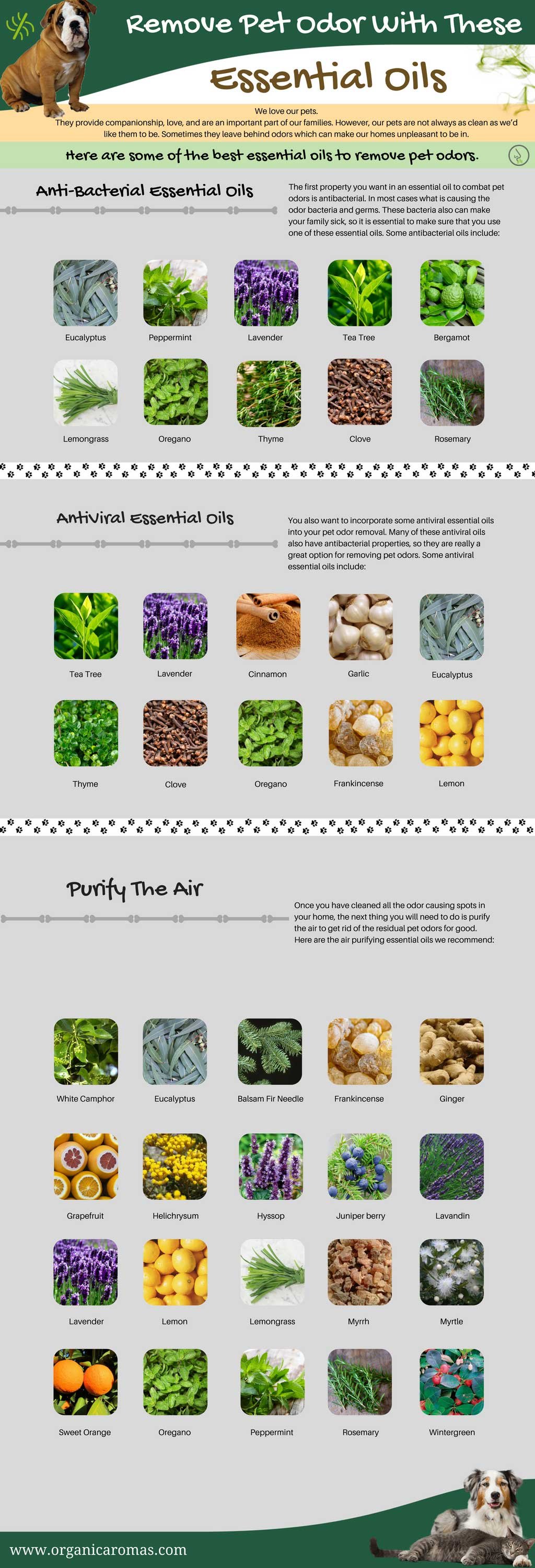 Remove Pet Odor with Essential Oils Info-graphic