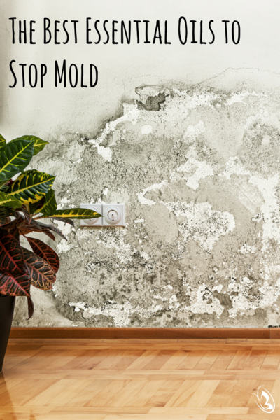 Stop Mold With Essential Oils Pinterest