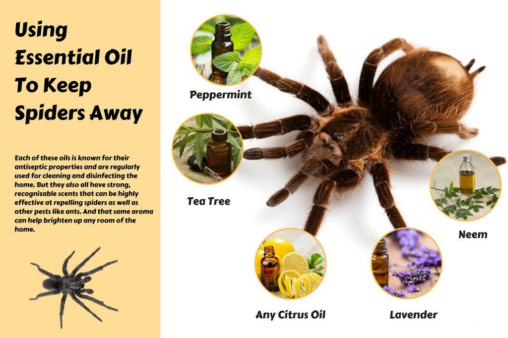 Keep Spiders Away with Essential Oils Info-graphic